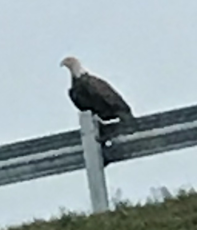 7ec55a6b4cc438f33d82_Baldeagle.jpg