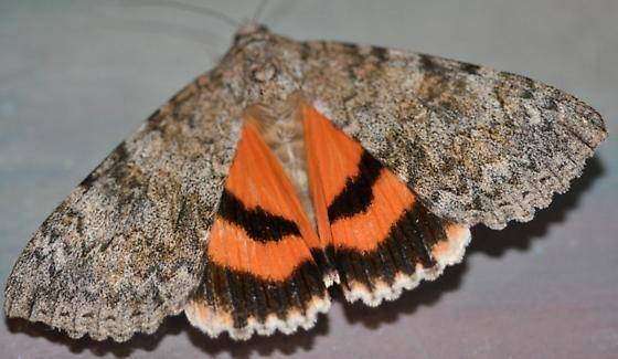 7f5c55ca47e5ad731805_Sweetheart_Underwing_Moth_Catocala_junctura_-_BugGuide.net.jpg