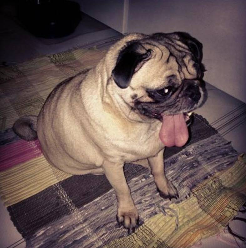 7f75083b1aa32a853d99_77c946d99637895ae50f_puggles.jpg