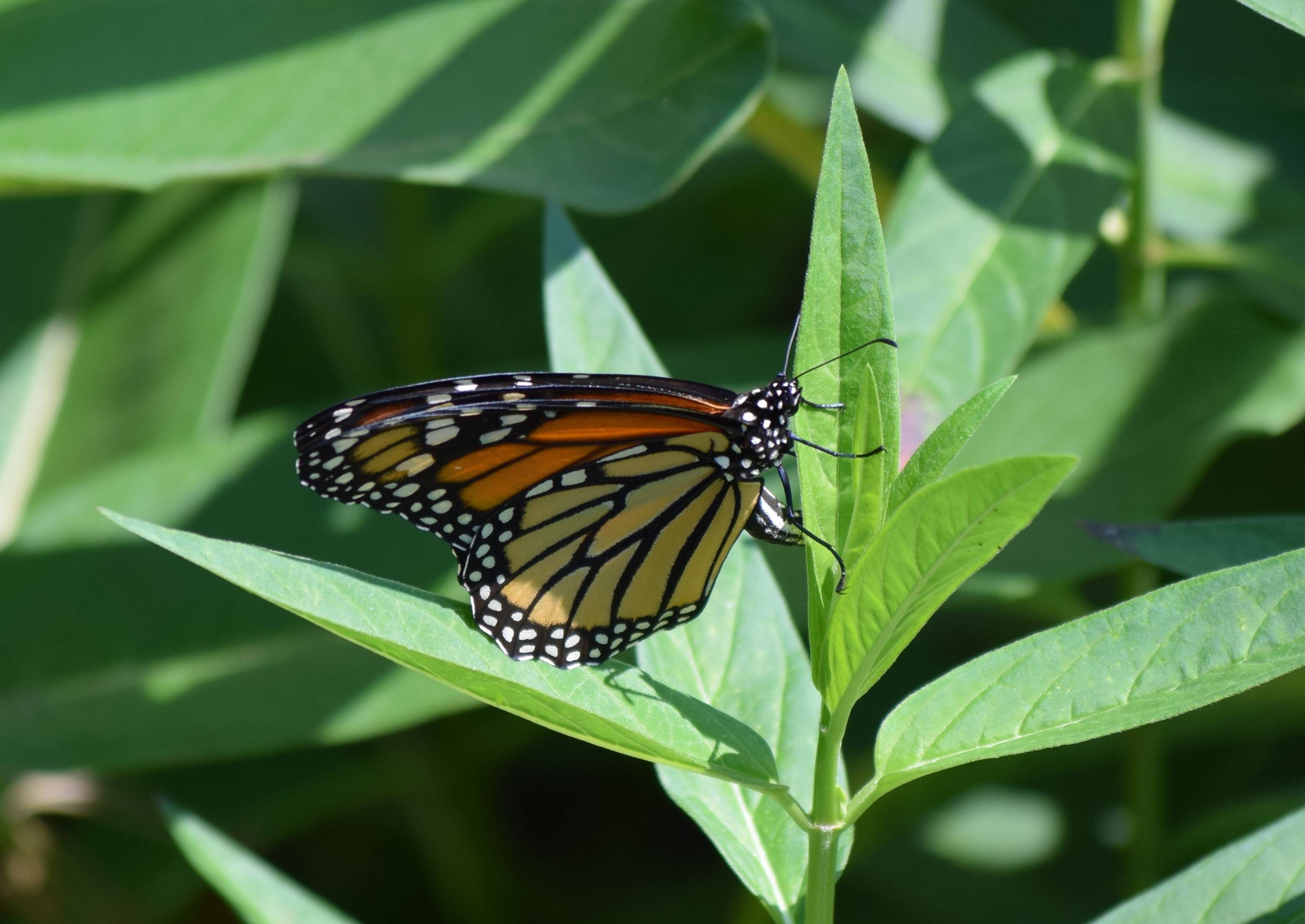 New Jersey Audubon Takes the Monarch Butterfly Under Its Wing News