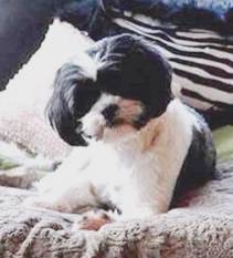 81736f51ee335a315d2f_sompixbatemanpetgroomers.jpg
