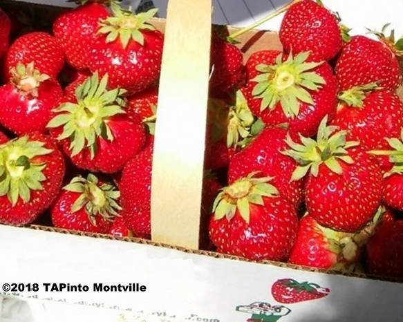 8257bf0733faaac2458b_strawberries__2018_TAPinto_Montville.jpg