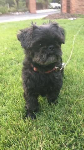 84d39a0495daacd8e578_dog1.jpg