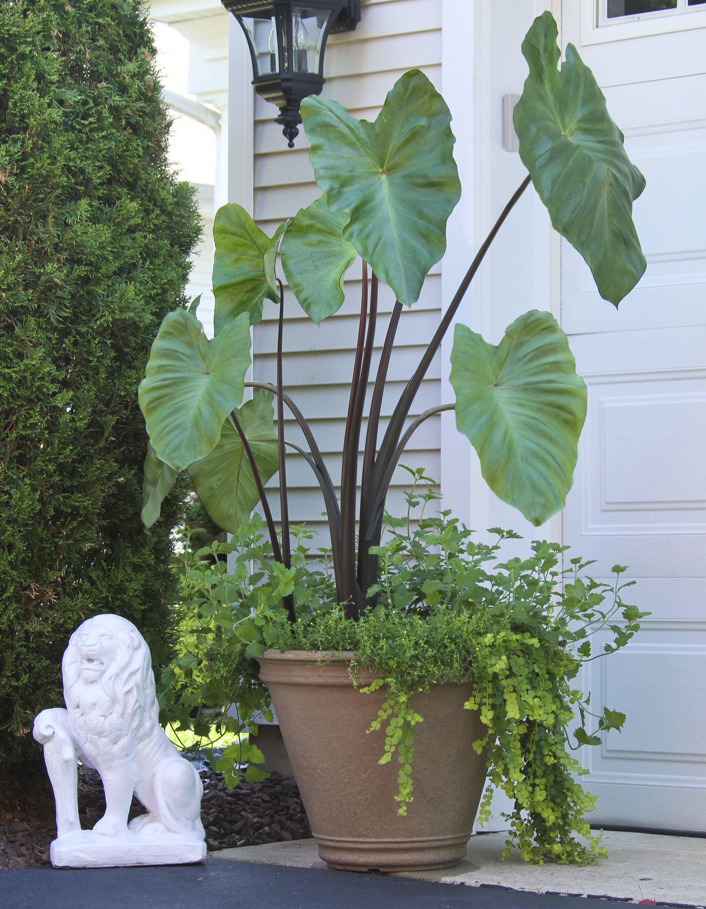 8523c6d573e2eb51de92_Colosia_BlackStem.jpg