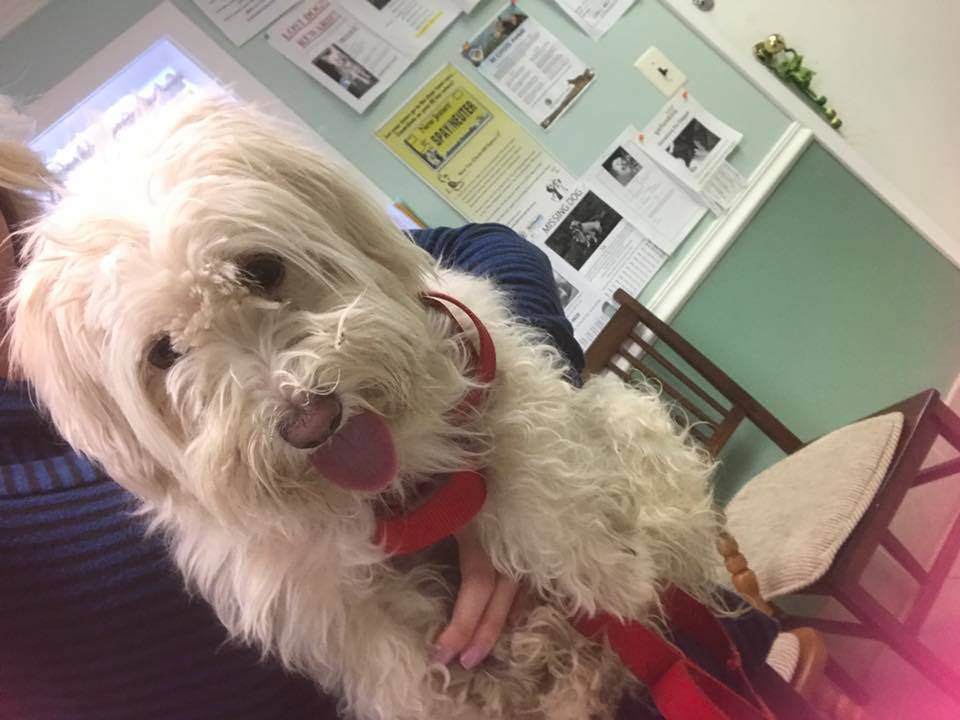 85dfe74ff818a0c9d6d0_Found_Dog_March_9_2017.jpg