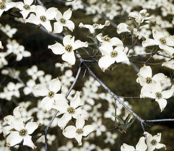 86ab831860dd76619cf1_Flowering_Dogwood_via_USDA.jpg
