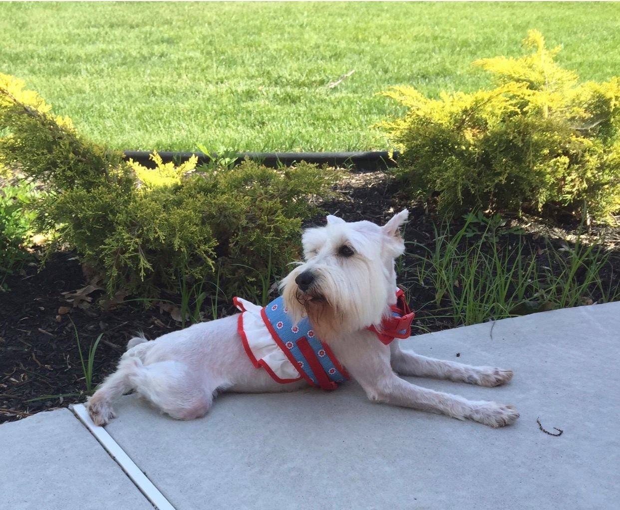 8742a76f042395d84db5_Dog_1.jpg