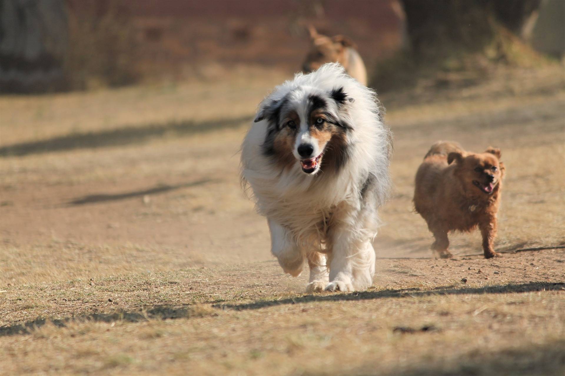 88f4fc9f4c0522d23aa9_dog-2743064_1920.jpg