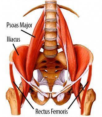 8982141051b26e2e07ca_hip_flexors-142B0D149506F7B50B0.jpg