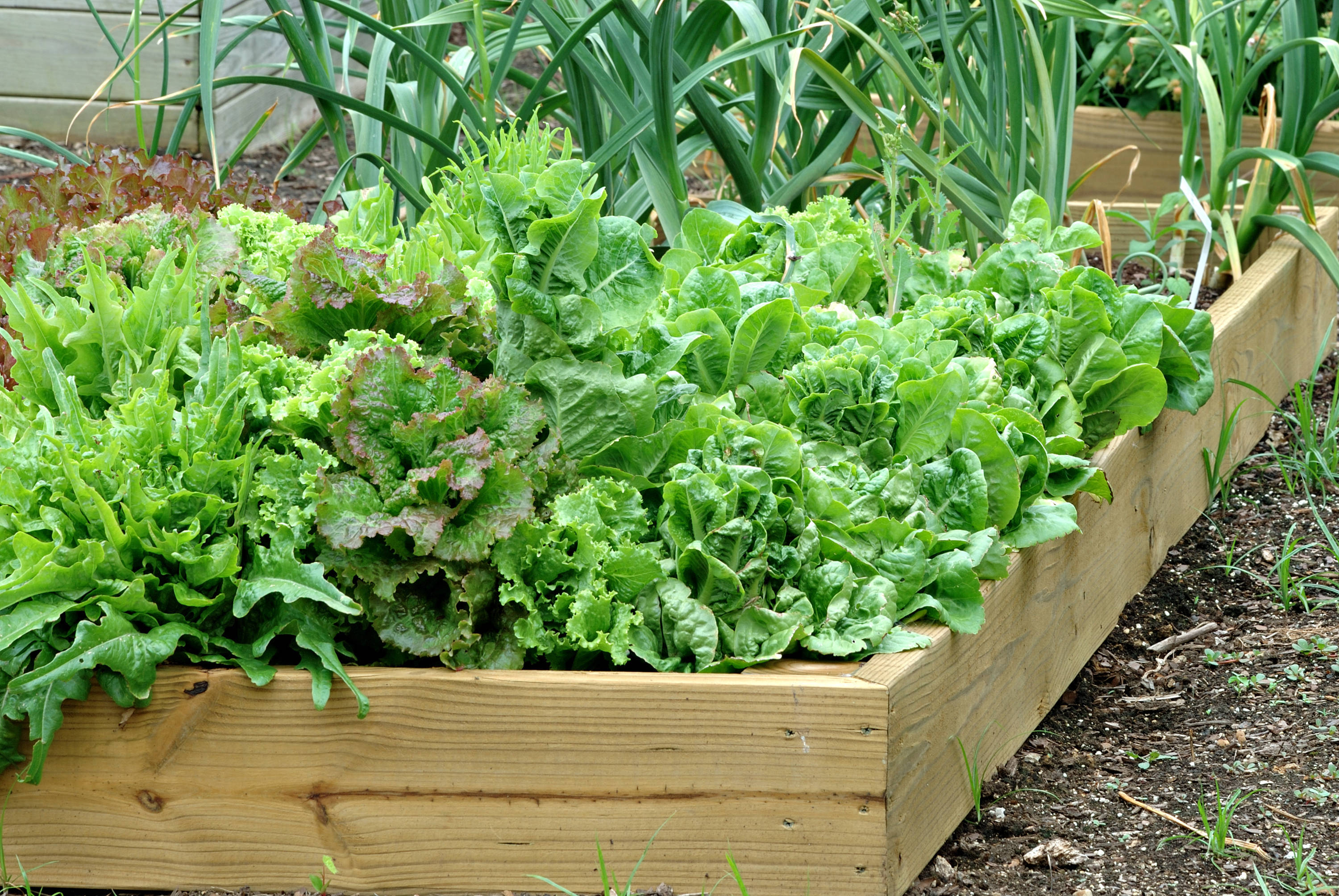 8aa5ef21f0ded4a74d19_container_gardening.jpg