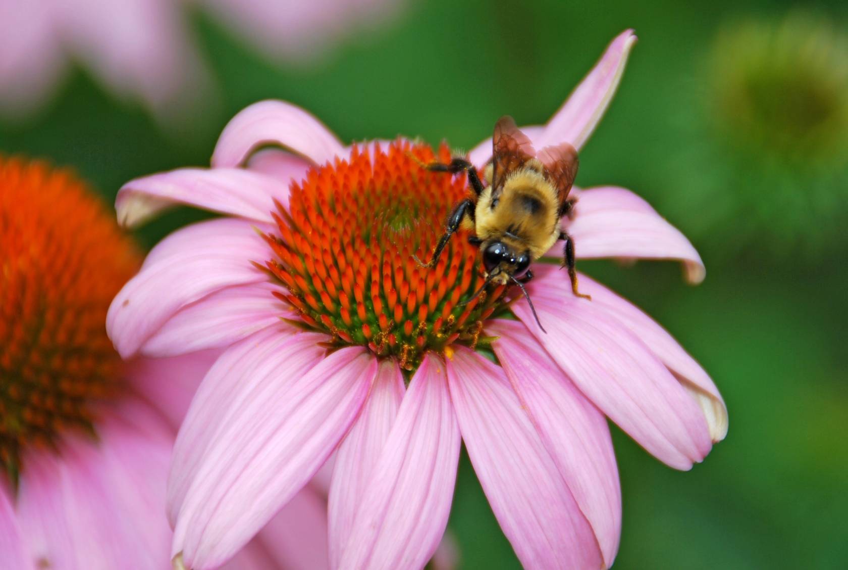 8fc152ddbc53eb1700a4_Bee_on_Coneflower.jpg