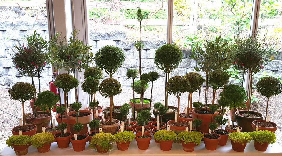 90a53ea478675c0b6496_topiary2.jpg