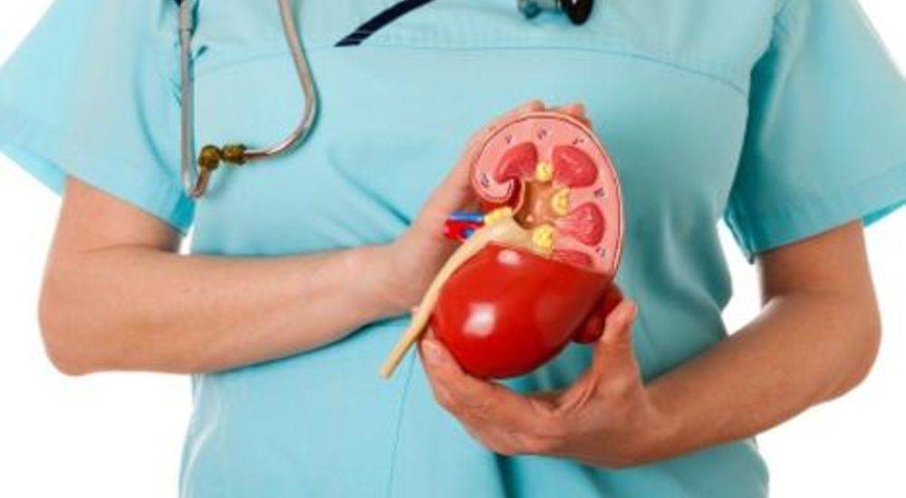 92ada8c203331069f640_kidneys.jpg