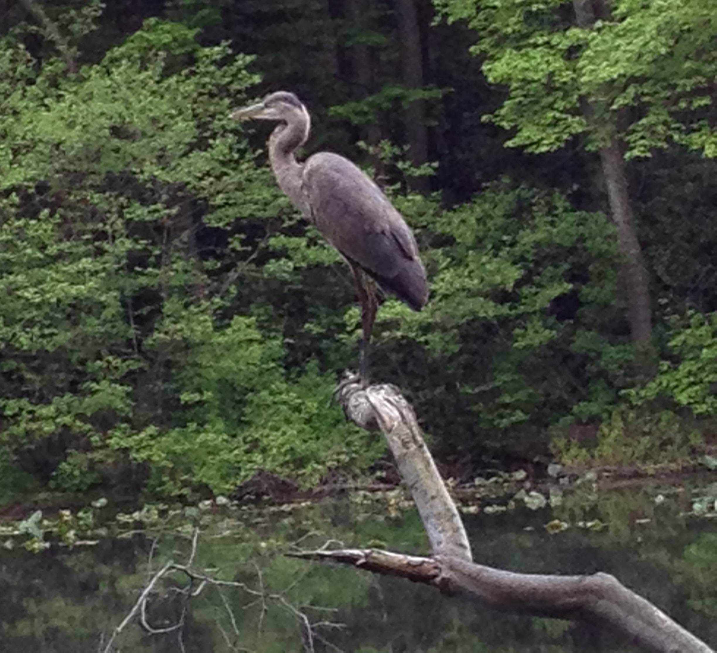 957ce9f842554b006e34_Heron_-_Lake_Surprise.jpg