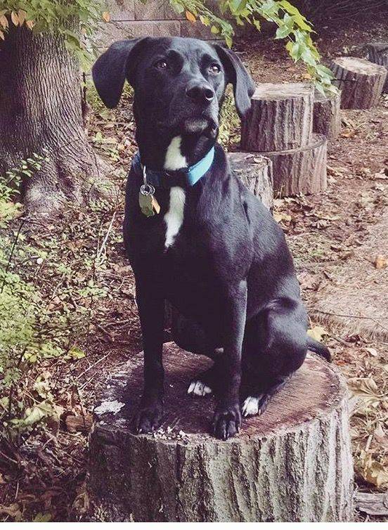 97821013bf7865302c0c_Lost_Dog_Oscar_Montclair.jpg