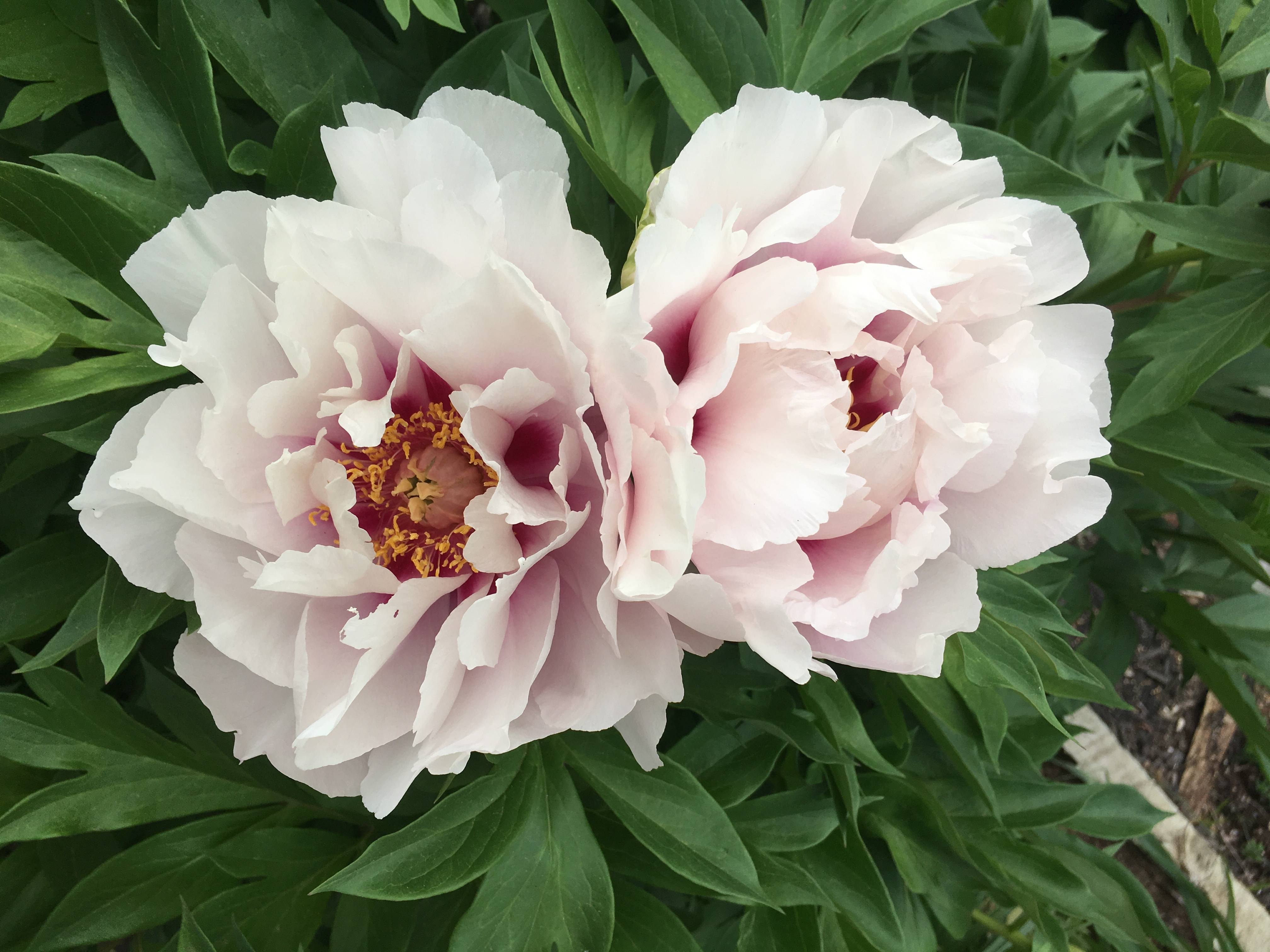 97d2bfb71e373c953fd0_flowers.jpg