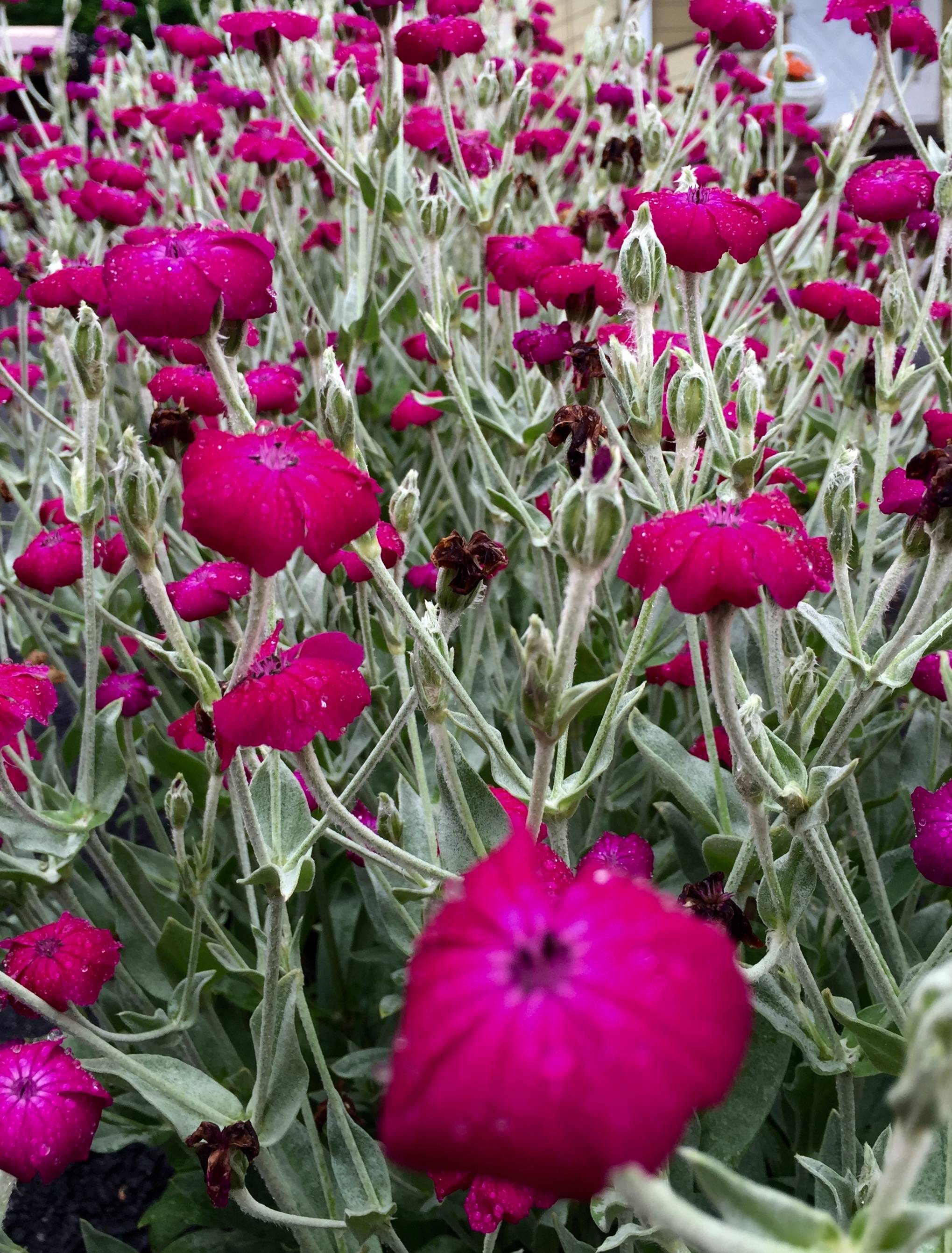 9c5a521a66069dc8be22_FullSizeRender.jpg