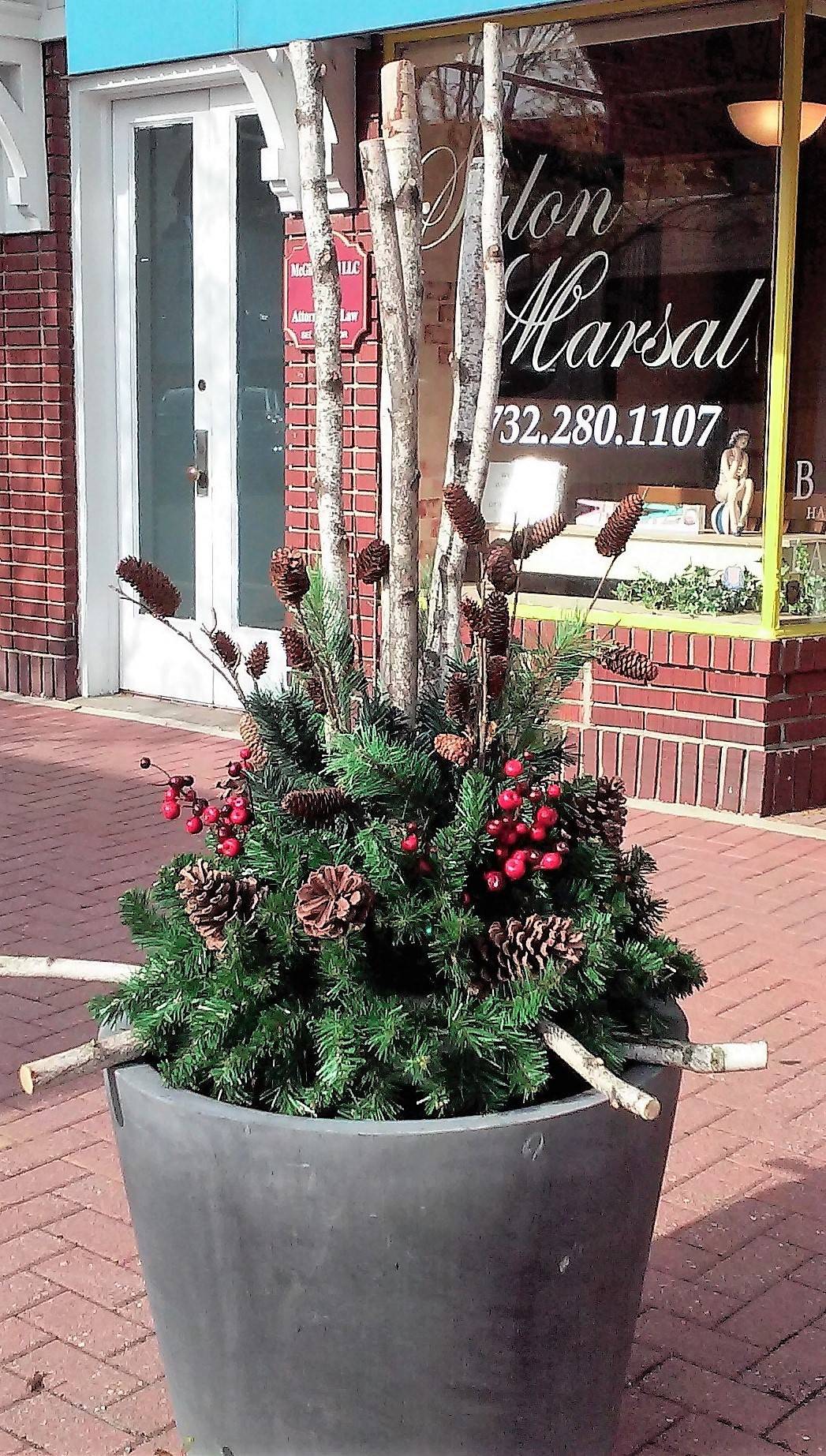 9f421422439bd8567794_bbpchristmasplants.jpg