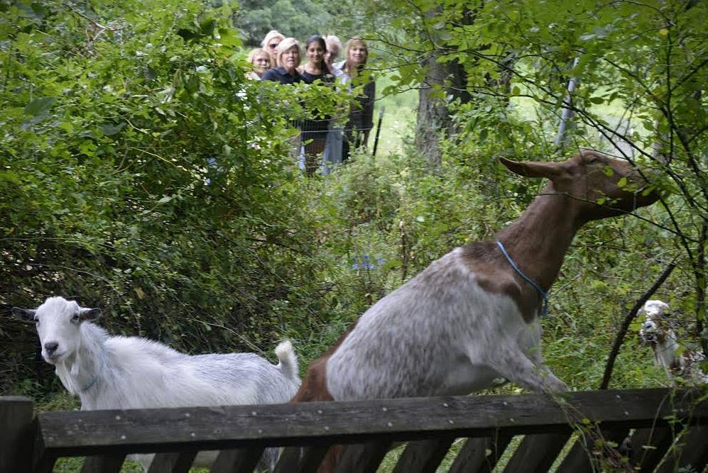 9fb152bdf98285dfc1a8_Goats_and_people.jpg