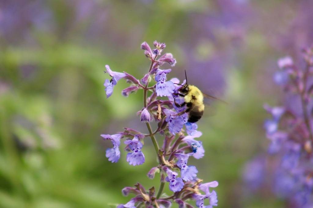 a20099345ce5e62b348d_Bee_-_Shakespeare_Garden__Micayla_.jpg