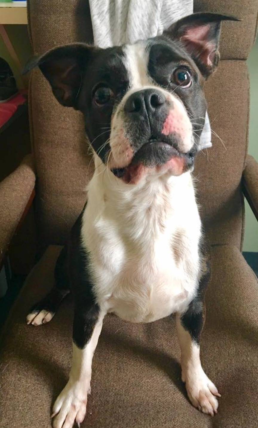 a357c81a4e53a61c2073_f588ddd6d18391c93c64_shelter_dog_8-27-17.jpg