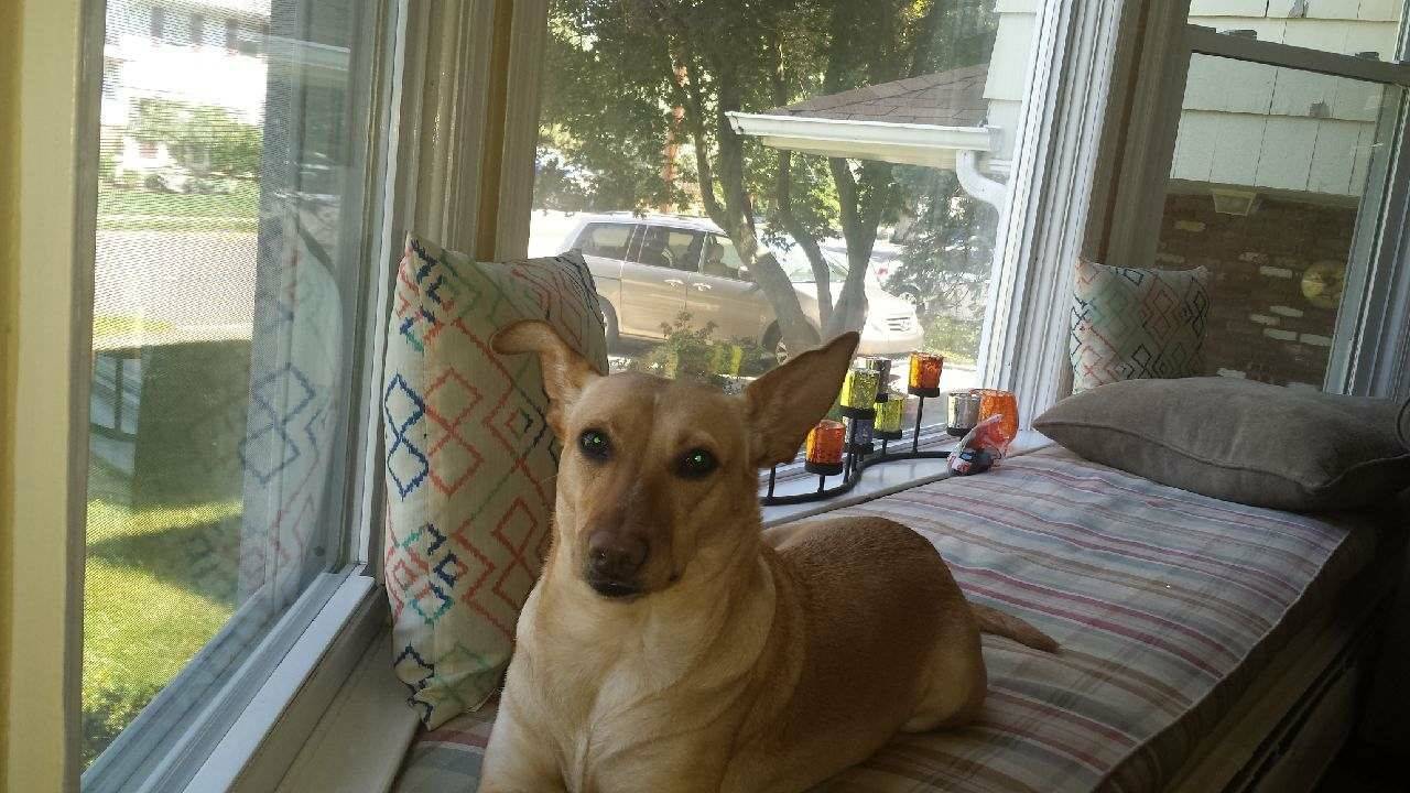 a405a8dcc73a5a42fbb3_lostdog.jpg