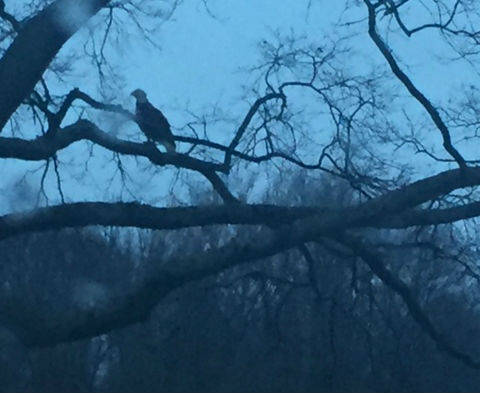a52154e61691530a0632_eagle_124.jpg
