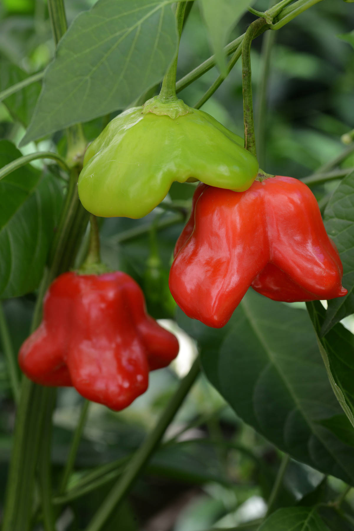 a53a37e8da4399413995_Mad_Hatter_Sweet_Pepper__photo_credit_All_America_Selections.jpg