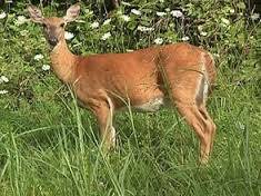 a63c094db4188fcb533e_deer.jpeg