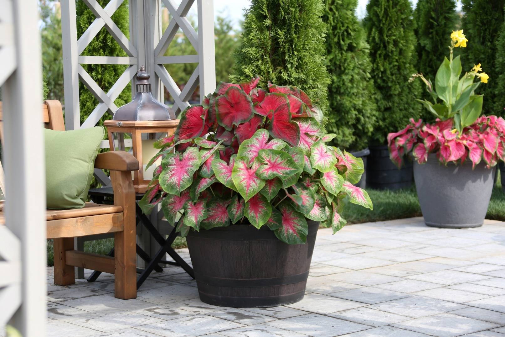 a7cdc36b0d4ebb56b6ea_Caladiums_in_Container_photo_credit_Longfield-Gardens.com.jpg