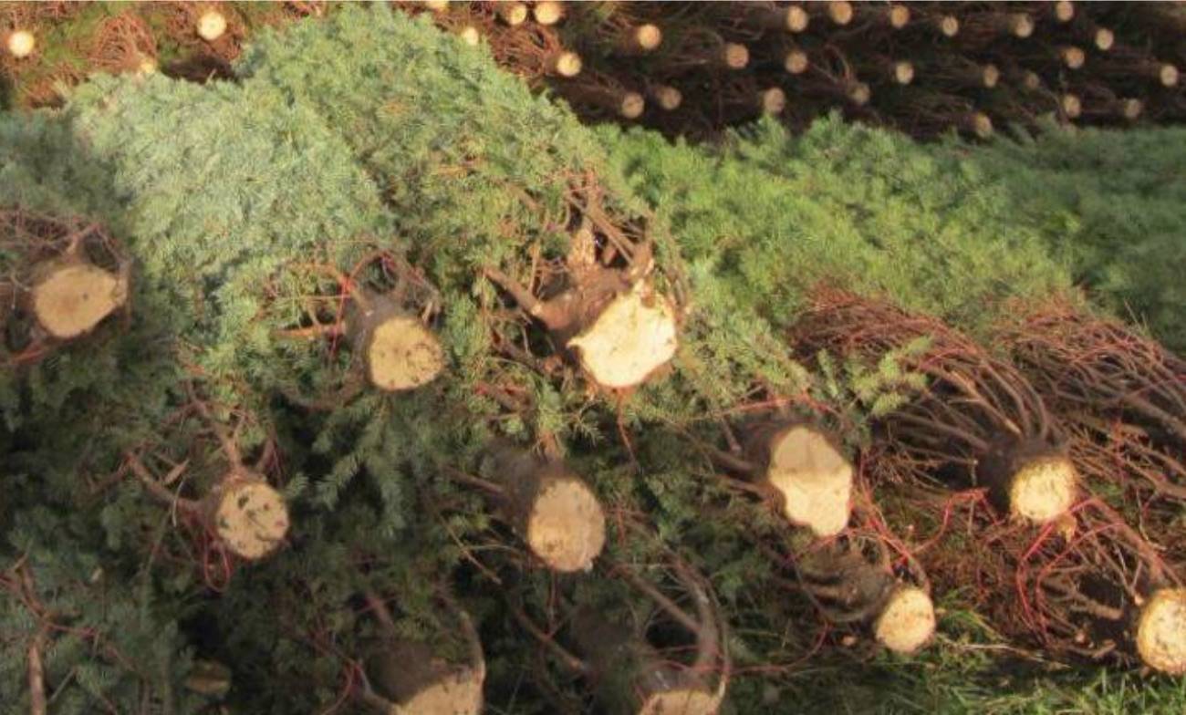 a80528a0486cfdbd148f_b9d2ee017a29d5fbc0ab_cut_xmas_trees.jpg