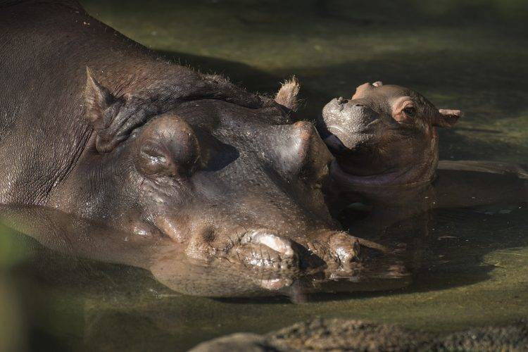 a962257633c3bf840f89_Travel_Disney_Hippo_Feb_2018.jpg