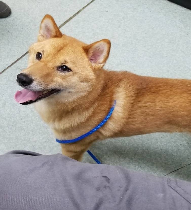 aa2d1d6d00b3a9365081_somers_dog.jpg