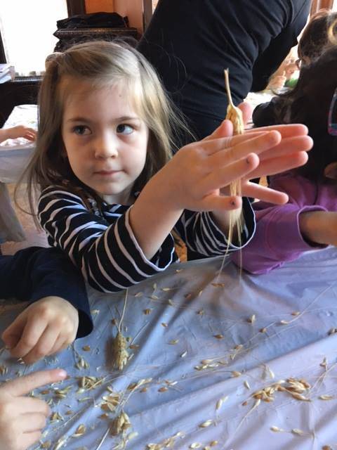 aa464f99349f1ab575a7_Separating_wheat_and_chaff_for_matzoh.jpg