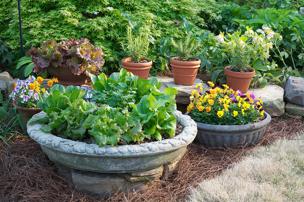 aaf331b46dd3169caac9_container_garden_3_horiz_Bonnie_Plants_2.jpg