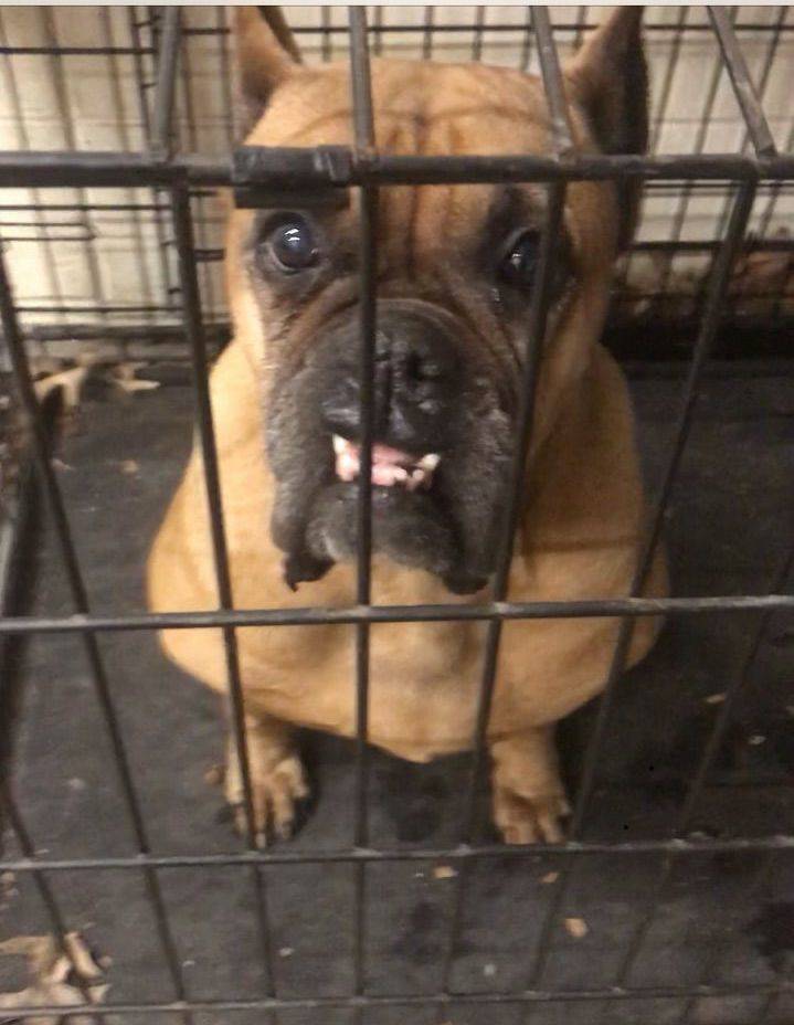 ac4c20f4c87431e4f591_Boxer.jpg