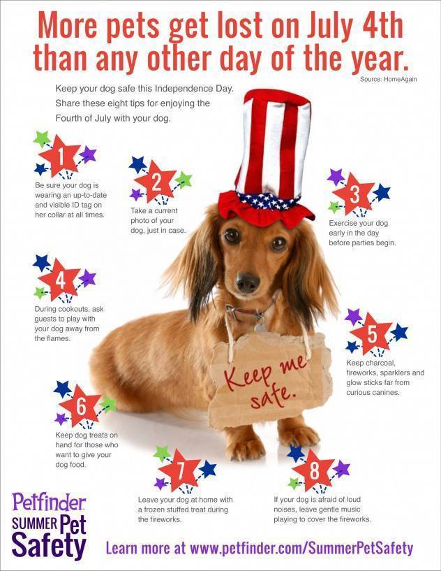 b312880797b458ef3c8e_dece8c7597732cabbe29_july-4-dog-632x817.jpg