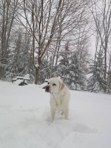 b31a6cb01256905b15dd_SNOWdayDogBBA.jpg