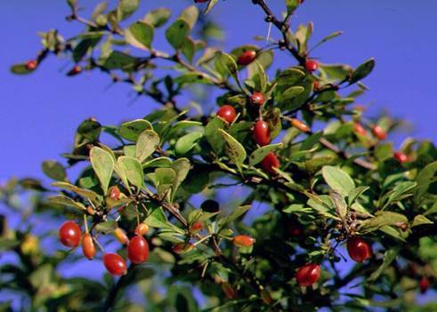 b386a90026a4e42f9902_JAPANESE_BARBERRY.jpg