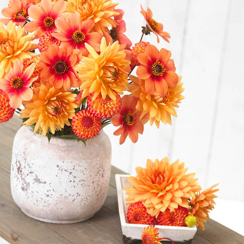 b43c4e31e07e3eadecbe_Dahlia_Soft_Orange_Mix_B_-_Longfield_Gardens.jpg
