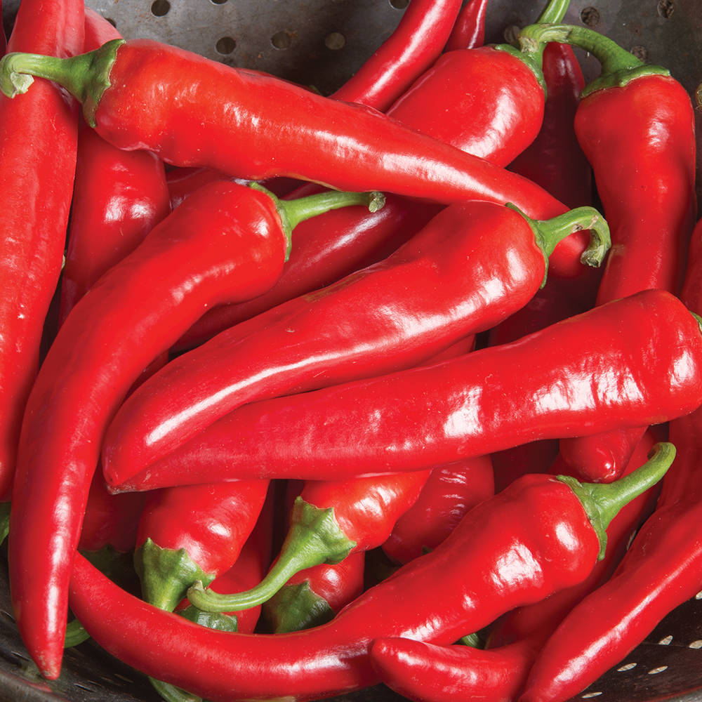 b703db7a071407163e5e_Red_Ember_Pepper_photo_credit_All_America_Selections.jpg