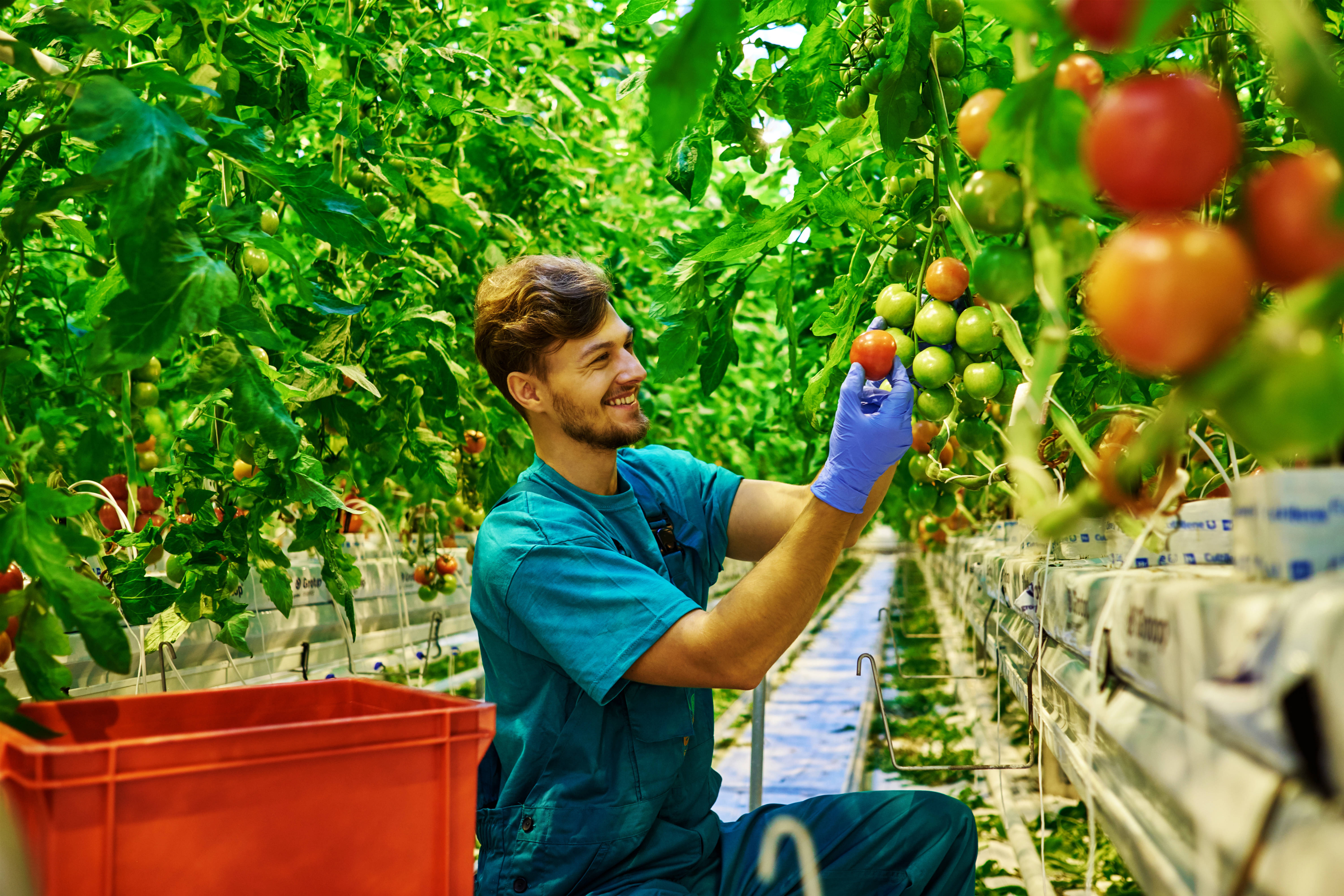 b783a6cafaaf290a3c96_tomato_farmer.jpg