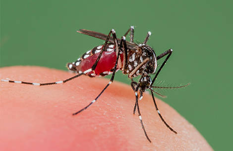 b852a9f4969980bcf383_zika-virus-quiz-promo.jpg