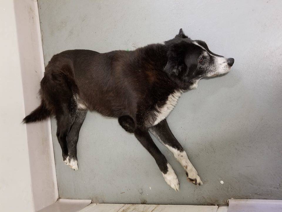 b9e679430a9ec35d7974_9ce8479cecced99e3a02_9c8ff4b28dc293624985_dog_found.jpg