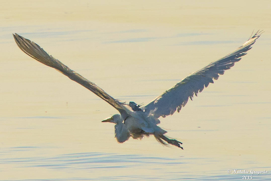 bb1f00d0a53db58dd2a3_Edward_the_Egret_06-26-2015_SINY-84.jpg