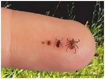 bbf8c4f8cc15fe1ce5c6_1f8c584c4e947da4fa0b_ticks.jpg