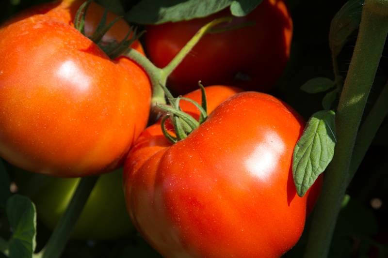 bcffce165d7d3f42b38d_Rutgers_250_tomato.jpg