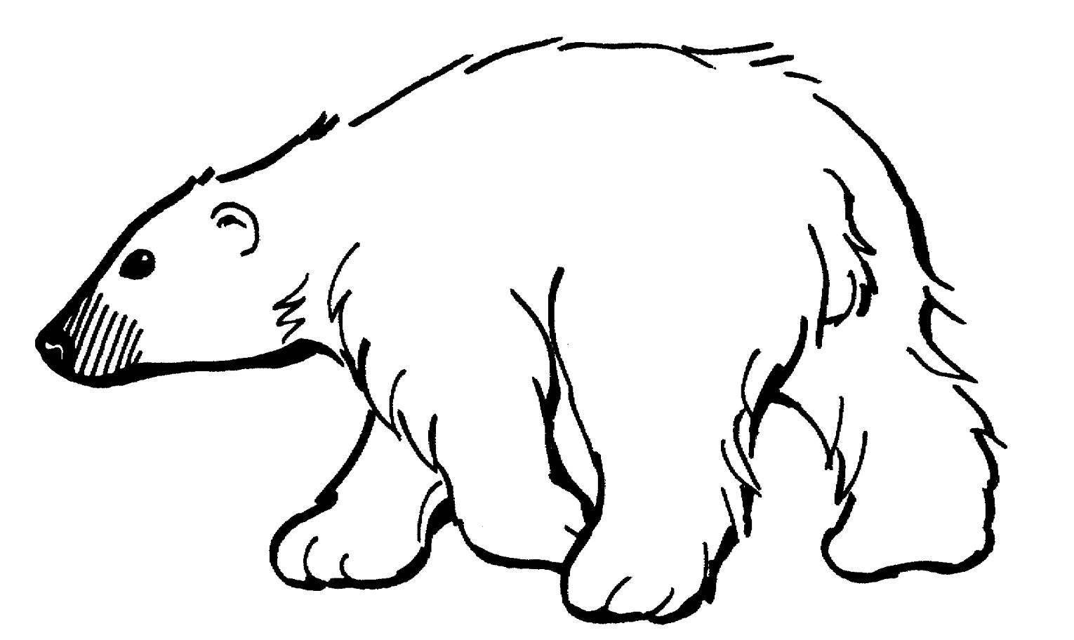 be63e33ddd48039a90ef_polar_bear.jpg