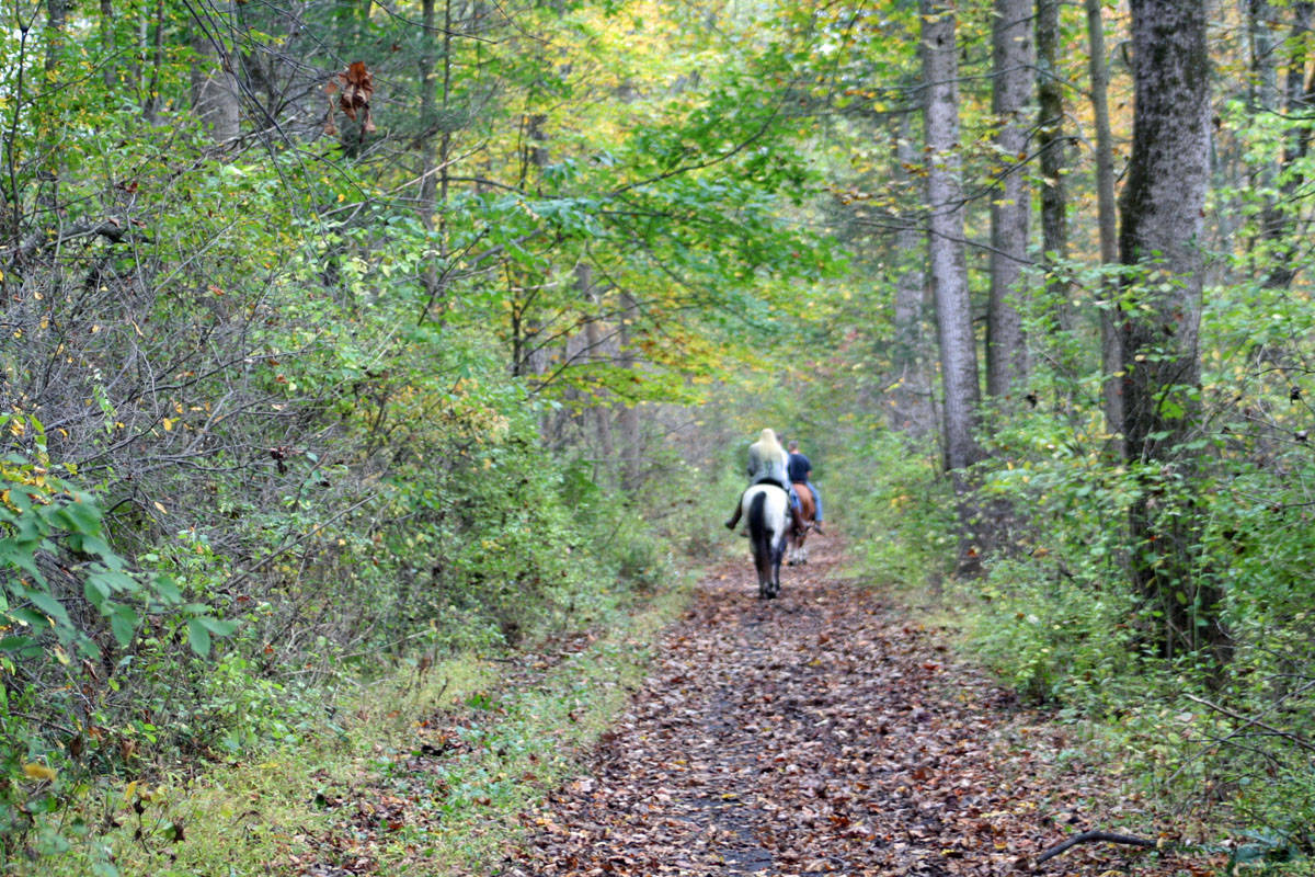 bedbeaa879c67f058ae9_horse_on_trail.jpg