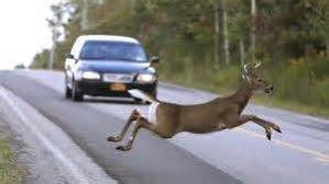 bee2d6dba3ca074cc6ba_deer-2.jpg